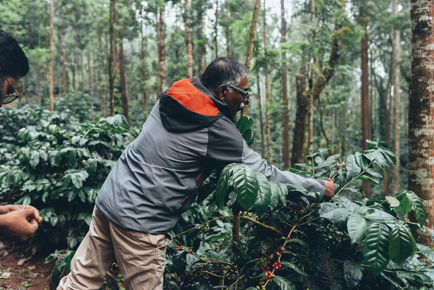 Arabica vs Robusta: What Is The Difference Between The Beans?